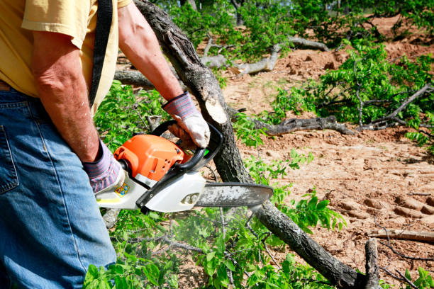 Best Large Tree Removal  in Gra Forks Af, ND